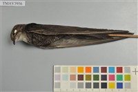 藏品(叉尾雨燕)的圖片